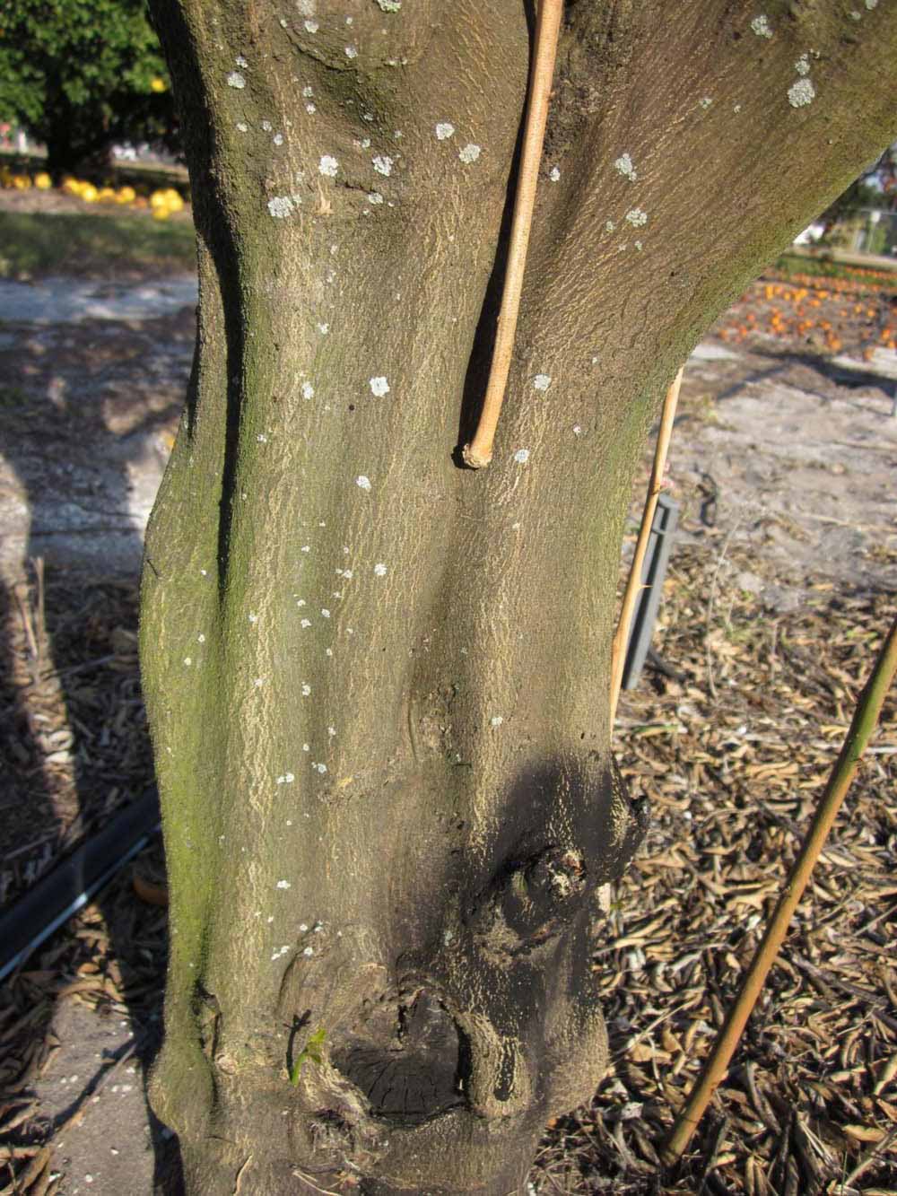              Bark (Winter Haven, FL)       